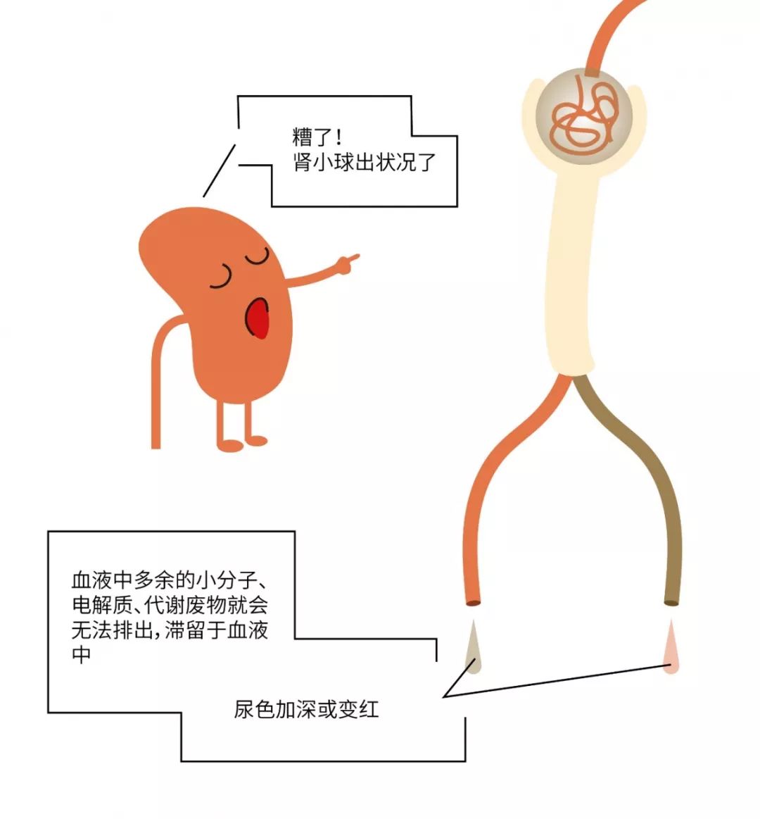 【名医】“我”是你的肾！最讨厌你吃太咸、熬夜……