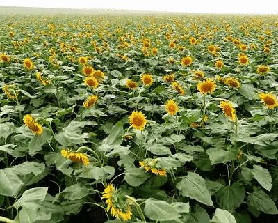 惊艳！花仙子这片向日葵花海盛情绽放！你去看了吗？