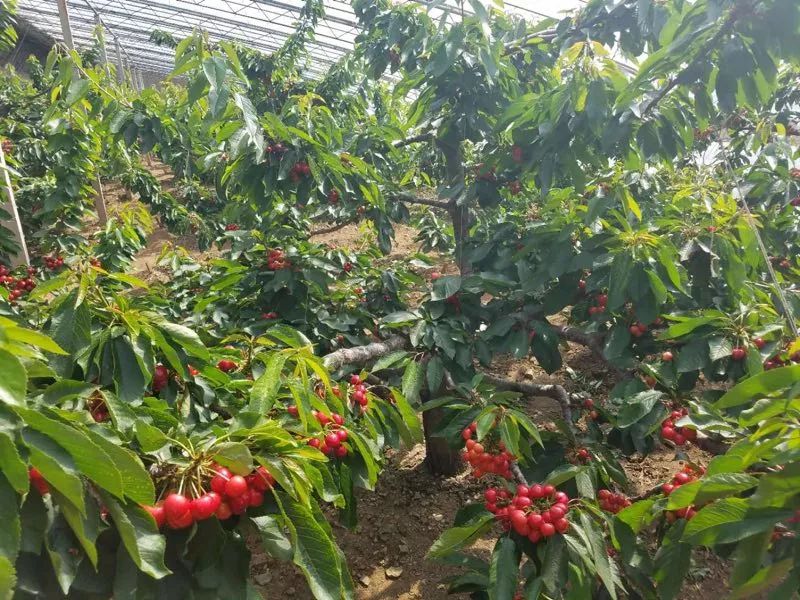 前国门安琦家的樱桃又来啦!为了孩子,他用守护球门的双手,种出了汁多甘甜的超好吃樱桃