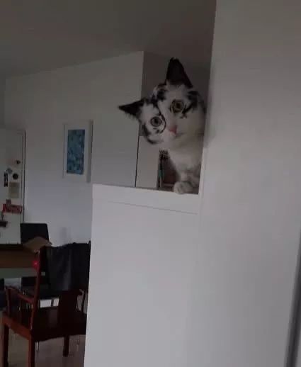 猫咪10种常见病图片,猫咪得了怪病咳嗽不止