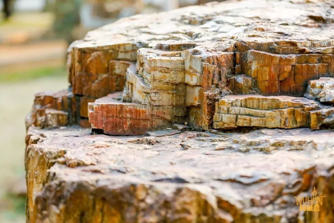 爱上南望山“宝藏高校”：中国地质大学（武汉）！