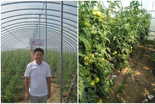 达科宁杀菌剂,达科宁百菌清杀菌剂