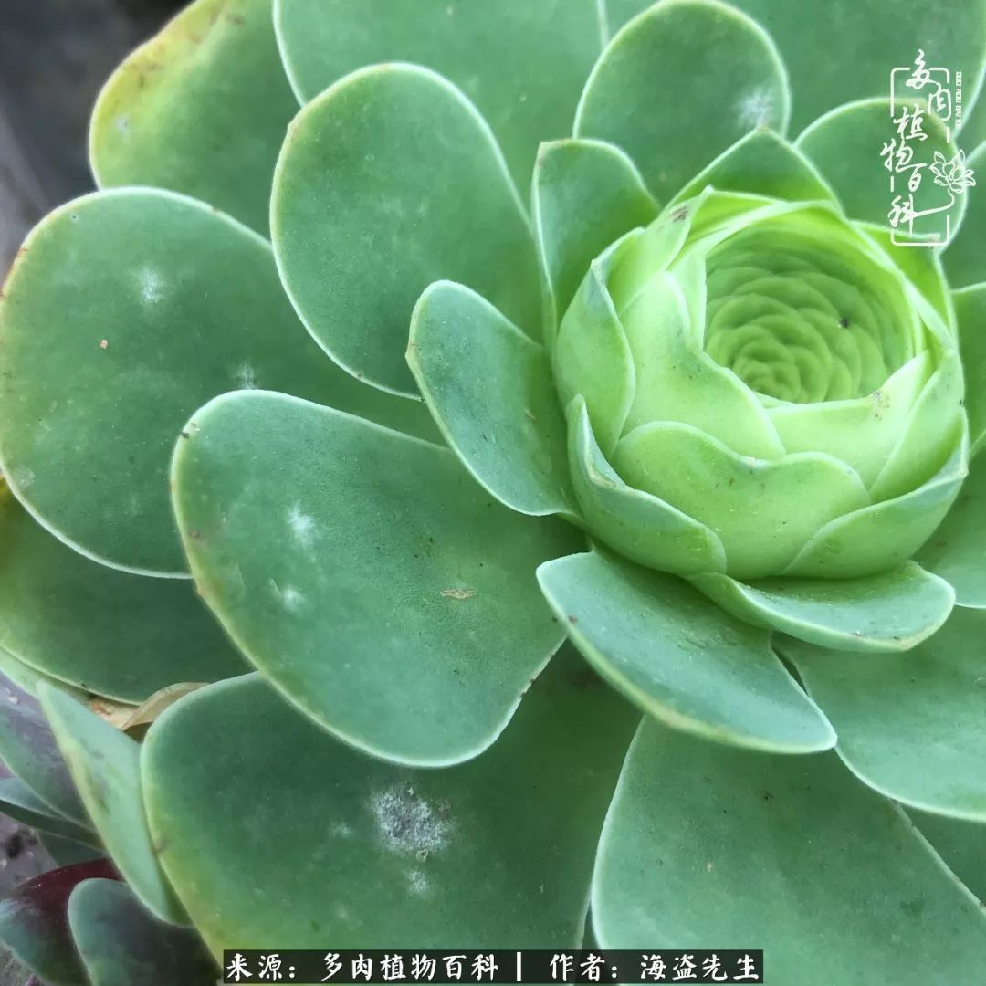 多肉山地玫瑰长了白粉病怎么办,山地玫瑰养花小知识