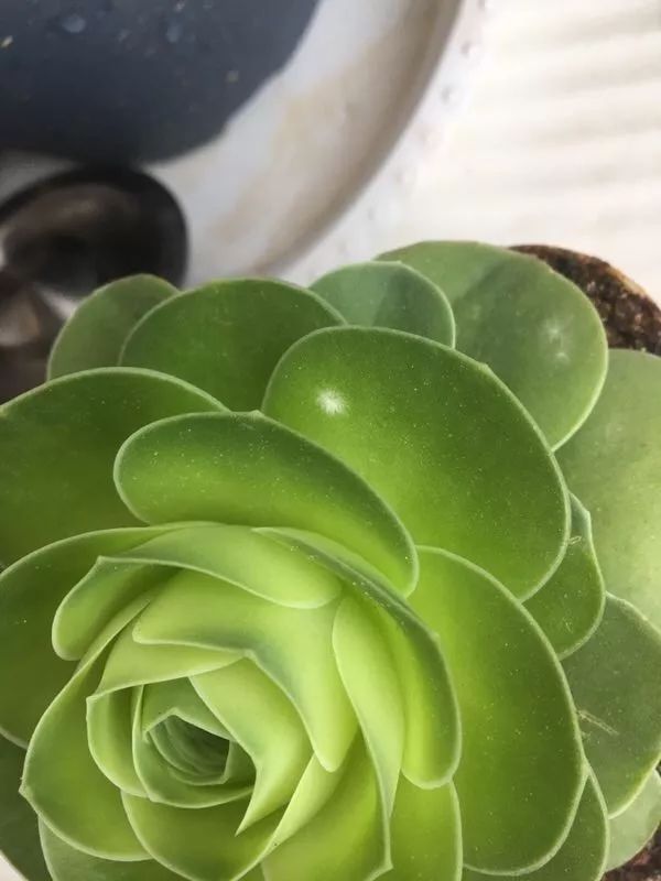 多肉山地玫瑰长了白粉病怎么办,山地玫瑰养花小知识