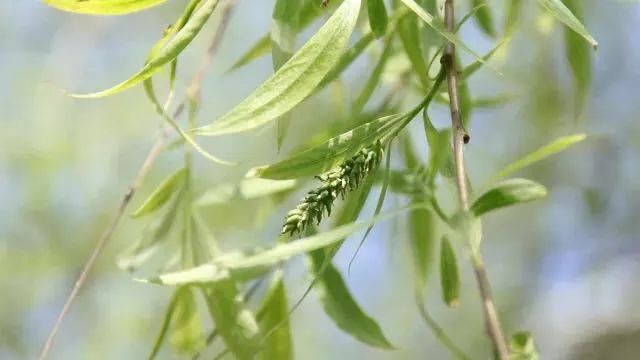 杨花在古诗中的深意,杨花和柳花有什么区别