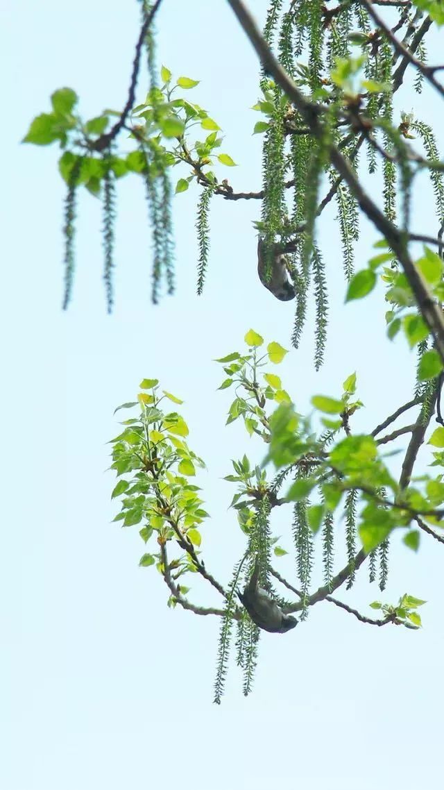 杨花在古诗中的深意,杨花和柳花有什么区别