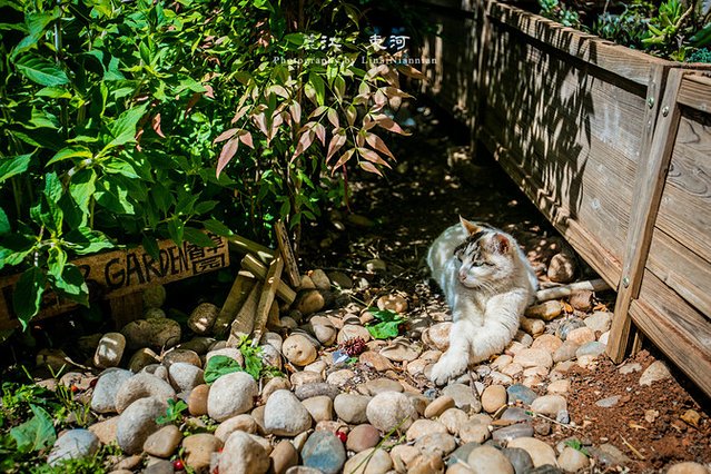云南之旅丽江古城,回忆云南大理丽江之旅