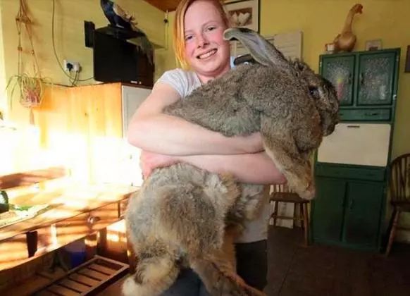 澳洲野兔泛滥成灾到底有多疯狂,澳洲野兔泛滥成灾数量超100亿只