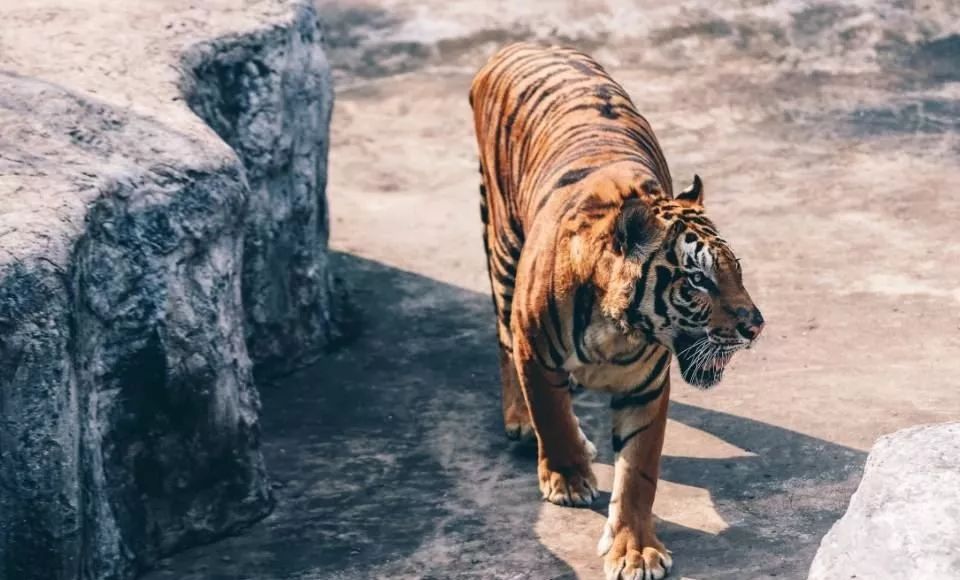 泰国曼谷芭提雅旅游6天5晚团购价,泰国曼谷芭堤雅6日5晚跟团游