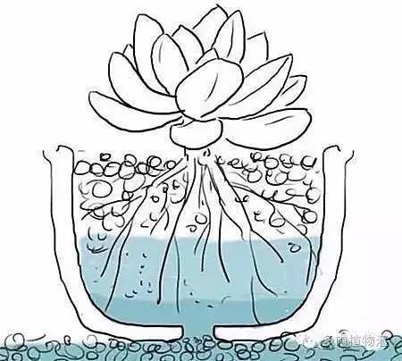 露养的多肉梅雨季节怎么办,露养多肉下雨怎么办