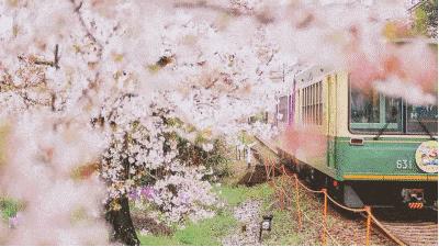 樱花季去日本攻略,樱花季去日本