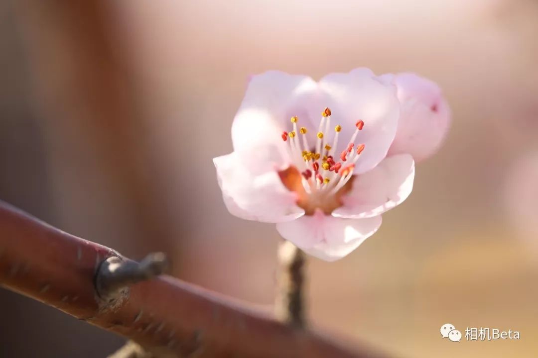 老蛙10mmf2.8多少钱,老蛙100mmf2.82倍微距