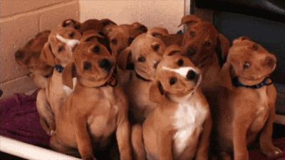 怀孕可以同时养猫狗吗,怀孕了家中养的猫狗会有影响吗