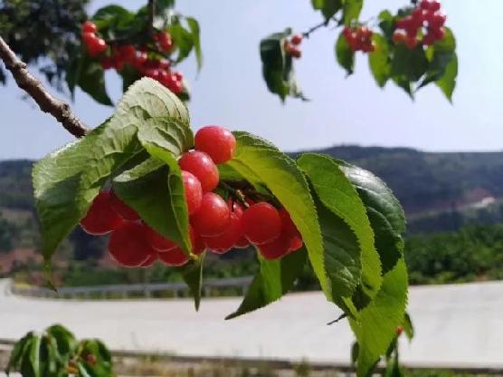 视频|一斤50元！成都樱桃初上市，你实现“樱桃自由”了吗？