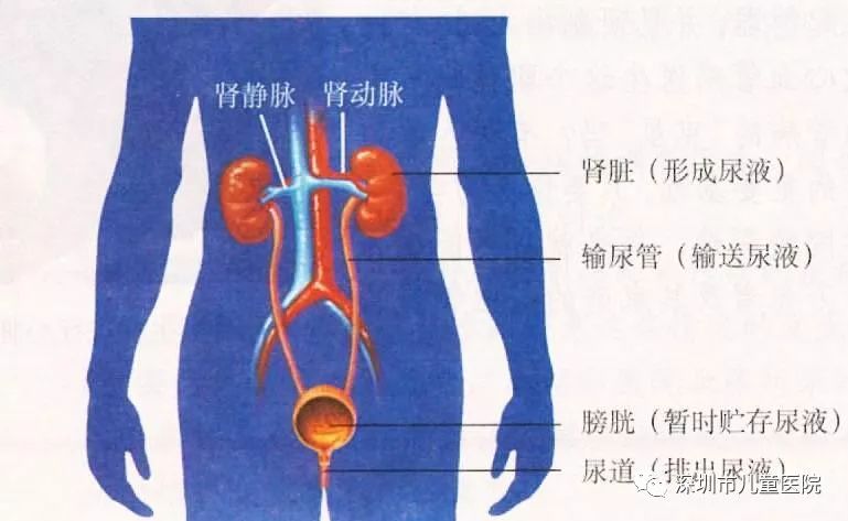 六岁的她每天都用“姨妈巾”,罪魁祸首是……家长注意,这怪病“偏爱”女孩