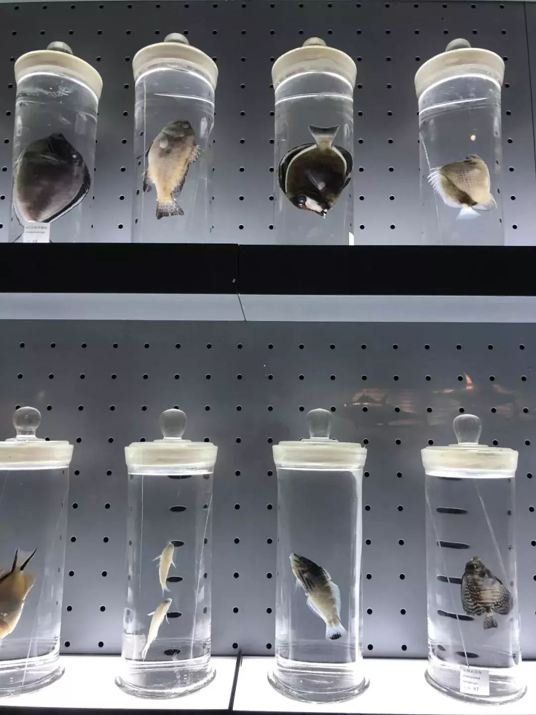 北京海洋博物馆海上故宫,国家海洋博物馆免费预约能看什么