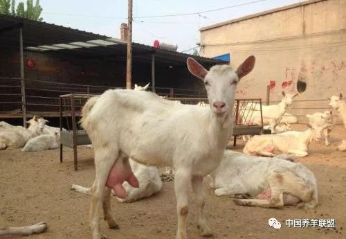 养羊没草喂什么,养羊没地方放牧行吗