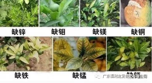 柑橘黄化的原因和治疗方法,柑橘黄化最新治疗方法