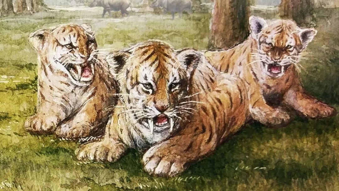 剑齿虎与人类的体型对比图片,剑齿虎最怕什么物种