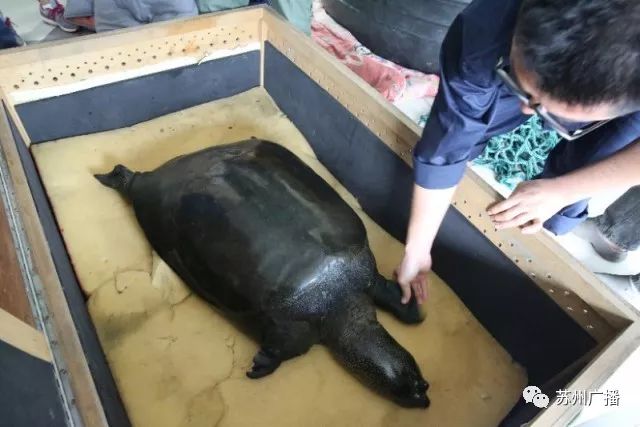 全球最孤寂的神兽,最孤独的三只神兽