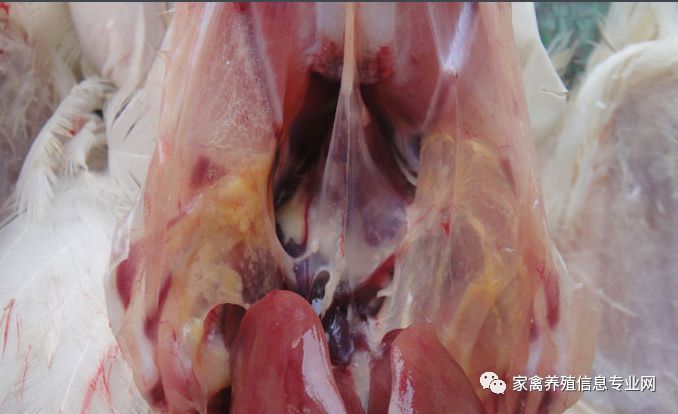 呼吸道疾病好了还要吃药吗,呼吸道问题有什么特效药治疗