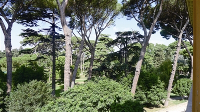 松树挺着铮铮的傲骨,松树在雪中傲然挺立