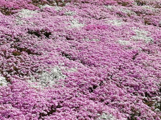 最值得去看的花海,最美花海邀您来赏