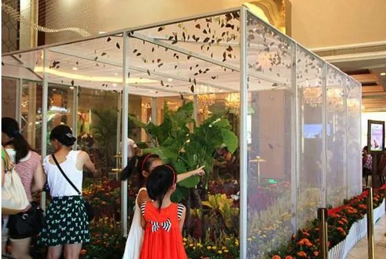 全世界最珍稀十种蝴蝶,世界上的八大稀有蝴蝶