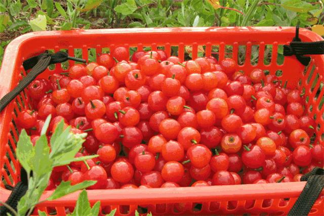 又一年樱桃采摘季,一年一度的大樱桃采摘模式已开启