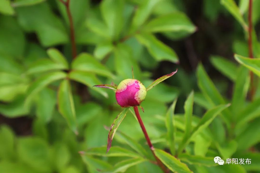 新疆昭苏县千亩芍药盛开,3a景区有哪些村