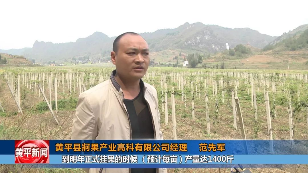 八月瓜，成为一碗水乡村民的增收“致富瓜”