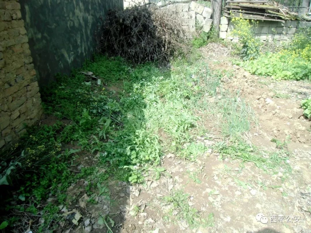 大驻马一村民种植915株大烟当菜吃？被依法刑事拘留！