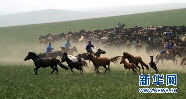 内蒙古哪里的牛最好,内蒙古的牛和其他地方的牛