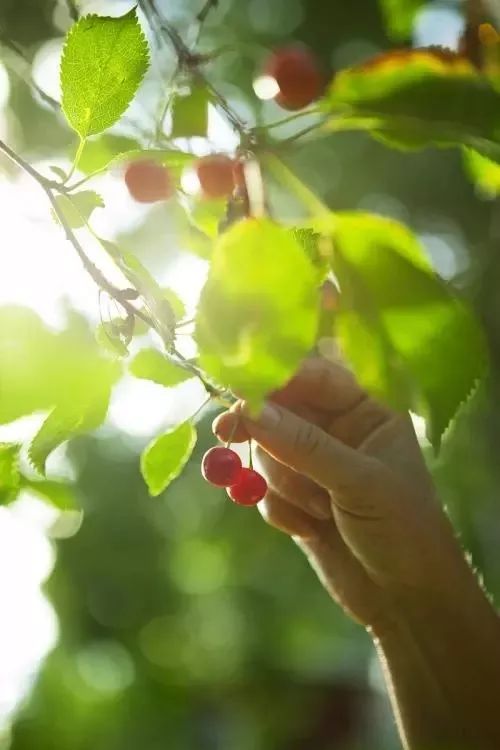又一年樱桃采摘季,一年一度的大樱桃采摘模式已开启