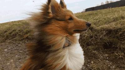 鲅鱼圈为什么那么火,为什么春风大