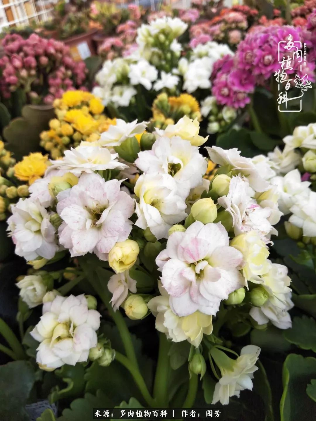 多肉开花最好看最好养前十名,多肉哪个品种开花最好看