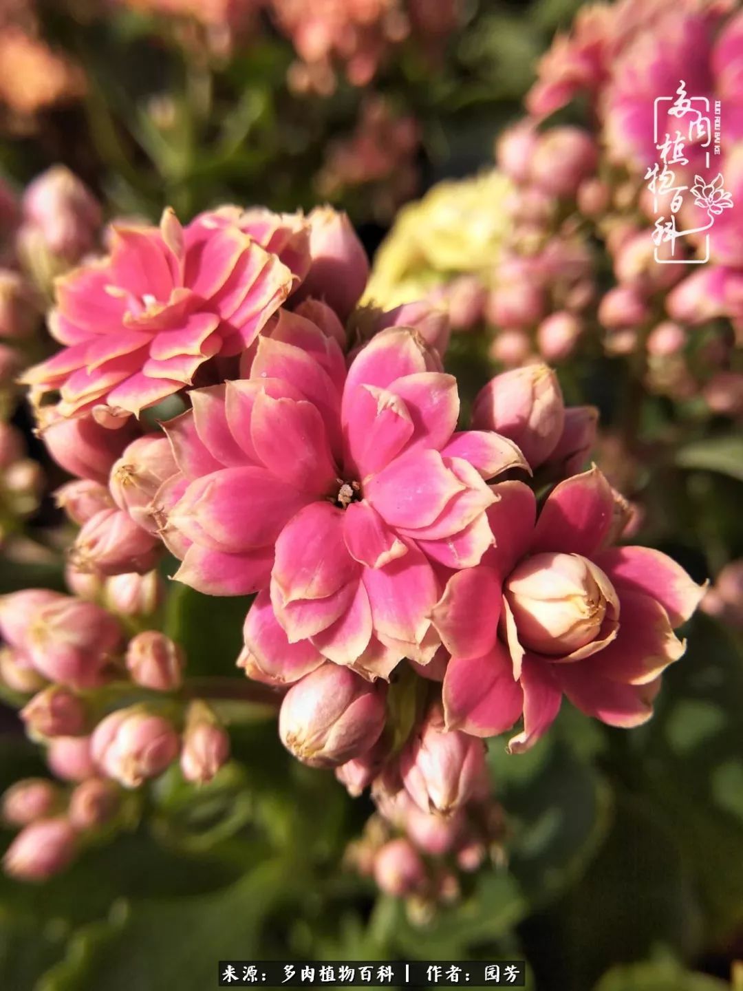 多肉开花最好看最好养前十名,多肉哪个品种开花最好看