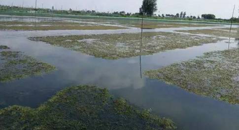 阴雨天气鱼塘水浑浊怎么处理,雨后池塘水质浑浊原因