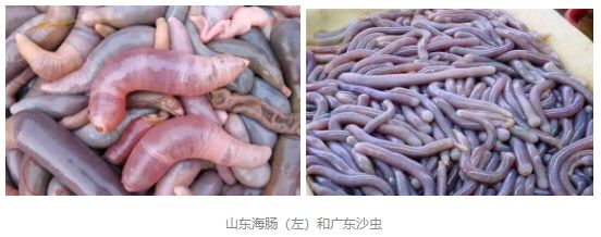 吃虫的怪物,吃虫虫真实视频