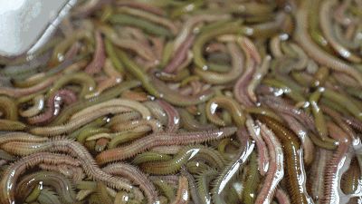 吃虫的怪物,吃虫虫真实视频