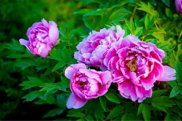 看牡丹何必去洛阳,洛阳看牡丹有多美