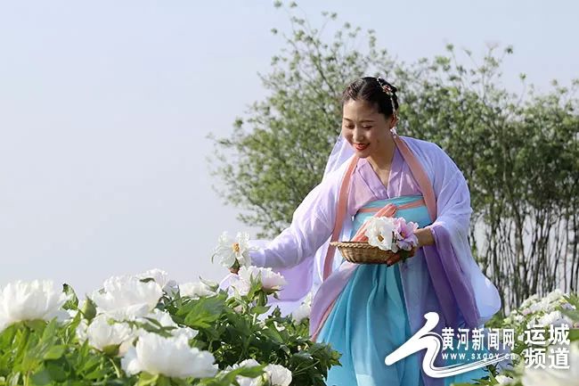 平陆：白牡丹“梧桐”引“凤”富村民