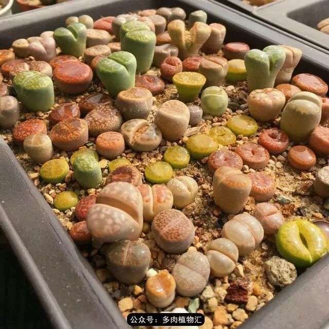 听说这段时间,肉友都在疯狂手撕屁屁?别了吧,再撕屁屁就烂了!