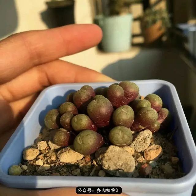 听说这段时间，肉友都在疯狂手撕屁屁？别了吧，再撕屁屁就烂了！