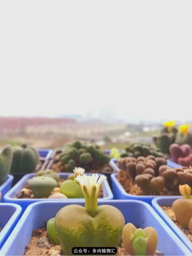 听说这段时间，肉友都在疯狂手撕屁屁？别了吧，再撕屁屁就烂了！