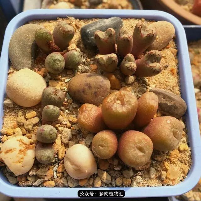 听说这段时间，肉友都在疯狂手撕屁屁？别了吧，再撕屁屁就烂了！