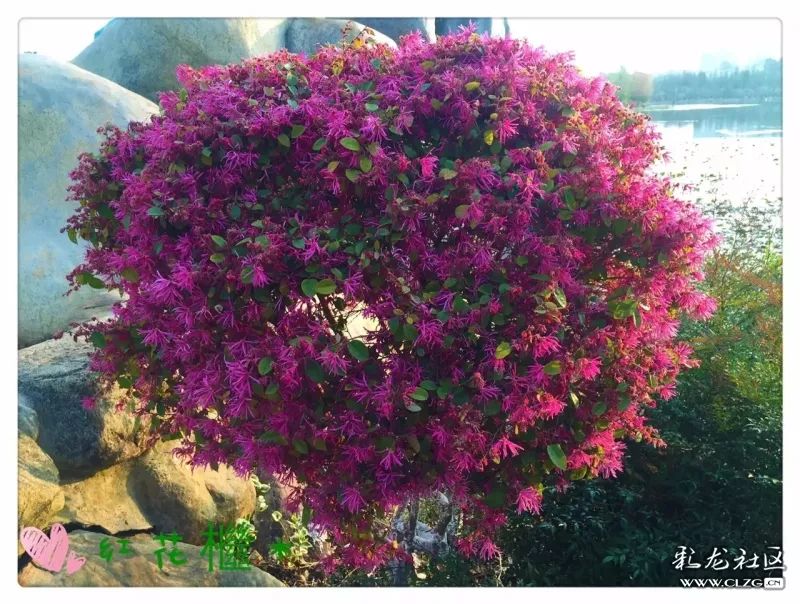 云南昆明花之都鲜花,昆明鲜花之都