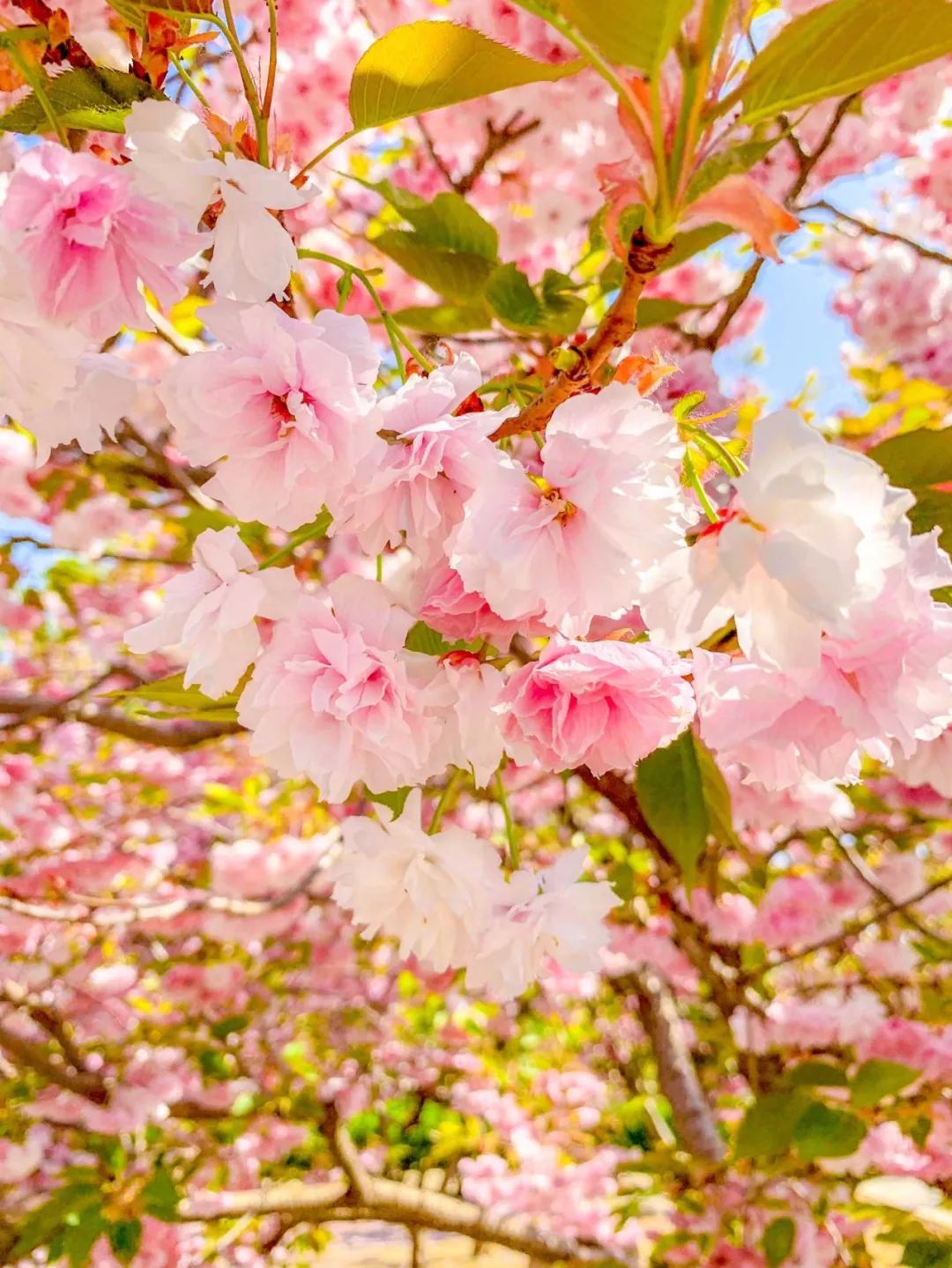 鑱婂煄濮滃牑涔愬洯妯辫姳,鑱婂煄濮滃牑妯辫姳涔愬洯