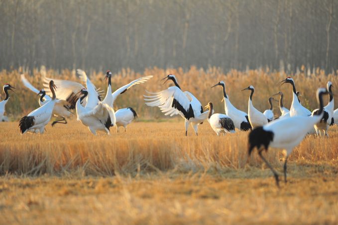 致公路沿线群众一封信,致马拉松运动员的一封信