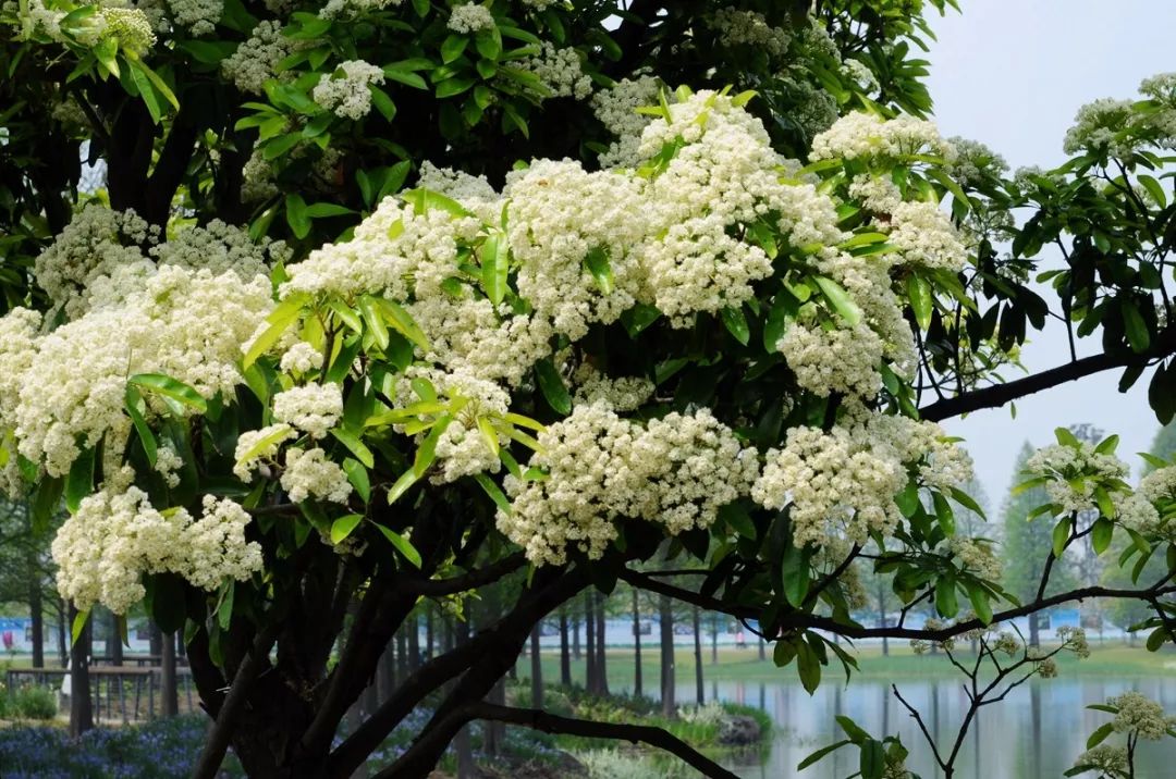 石楠树上花纷纷，路上行*欲人**断魂